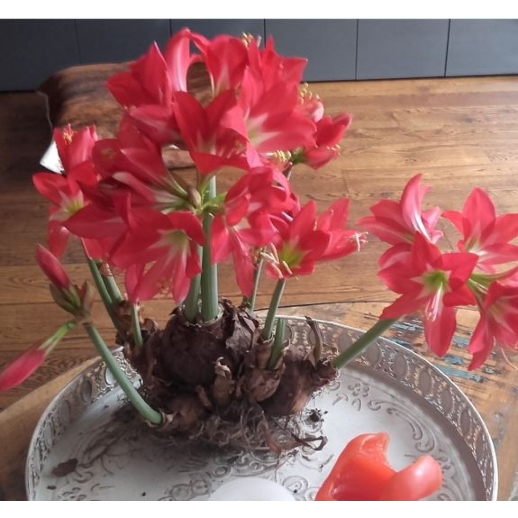 Amaryllis pluriflore Striped Garden - Hippeastrum 