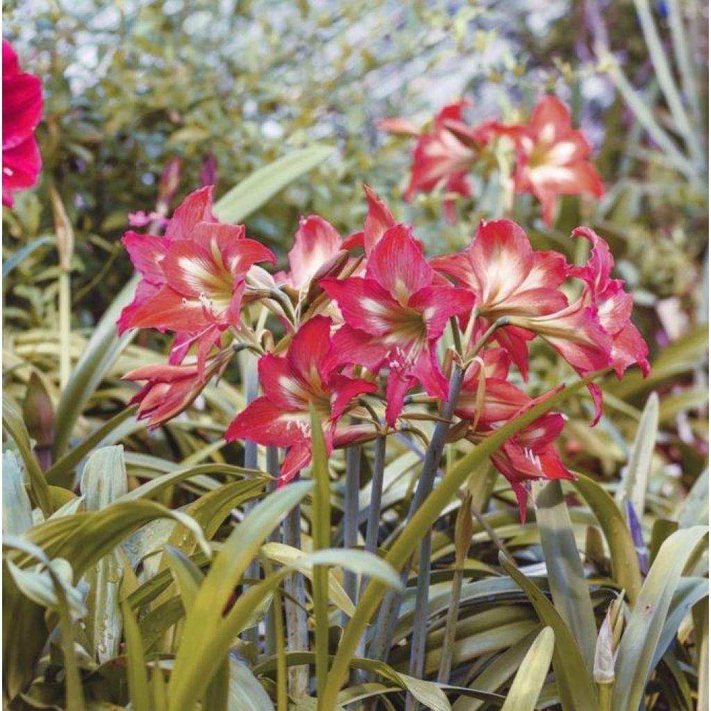 Amaryllis pluriflore Striped Garden - Hippeastrum 