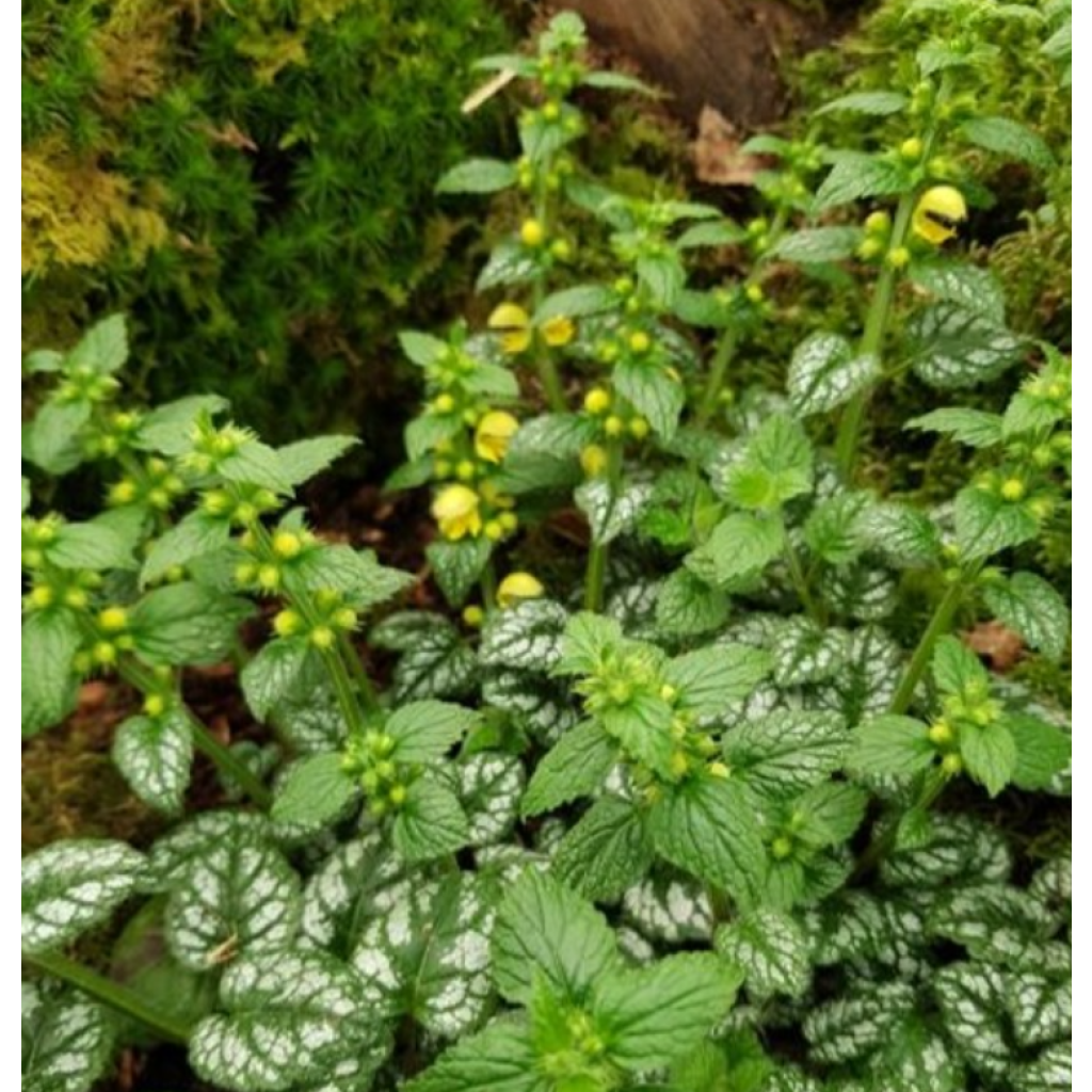 Lamium ou Lamiastrum galeobdolon Kirkcudbright Dwarf - Lamier 