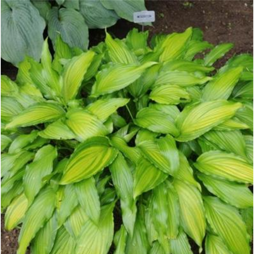 Hosta Spritzer