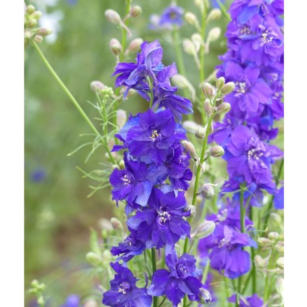 Graines de Delphinium DelQIS dark Blue Edge - Pied d'alouette