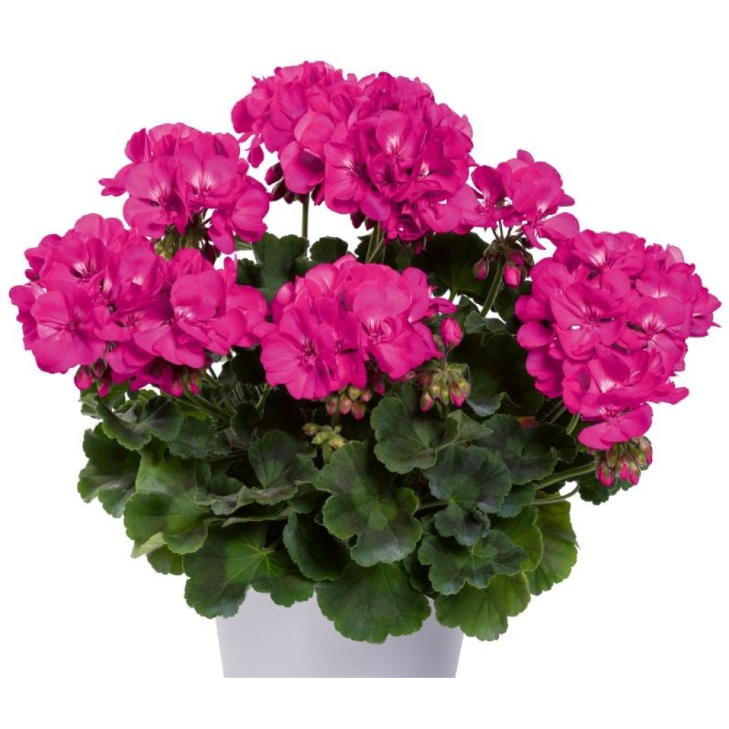 Géranium interspécifique TwoinOne Violet - Pelargonium