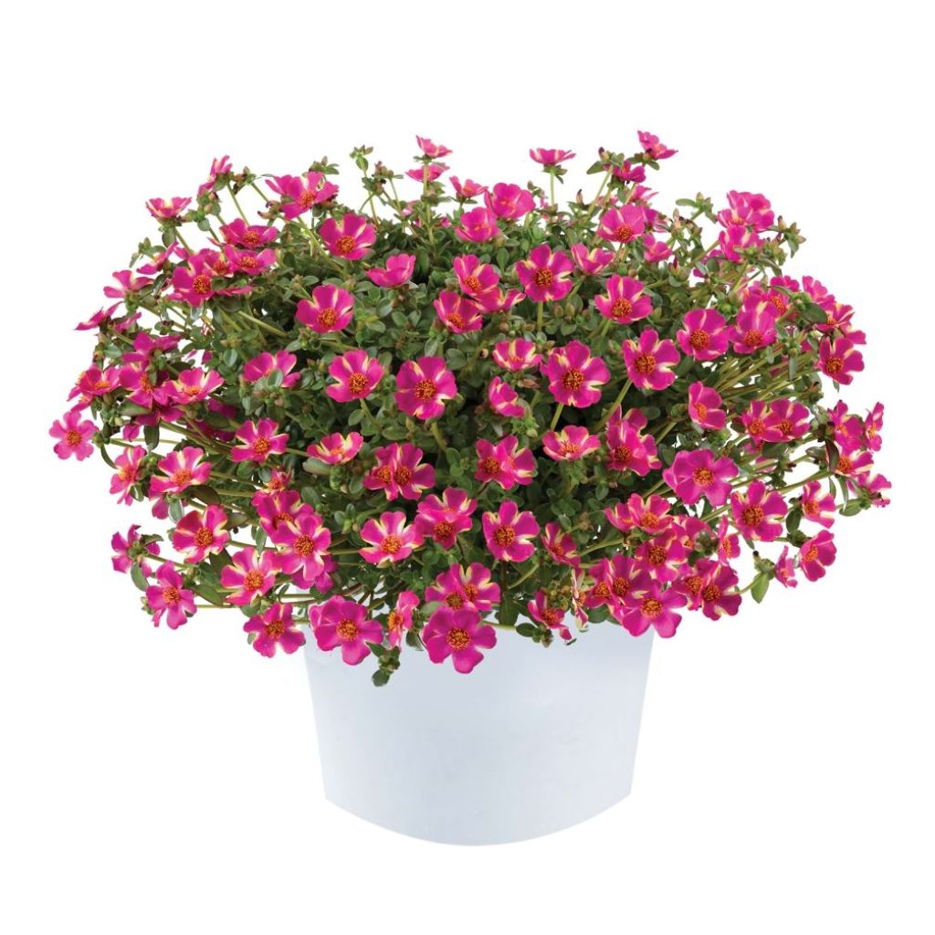 Portulaca Campino Twist Pink - Pourpier annuel