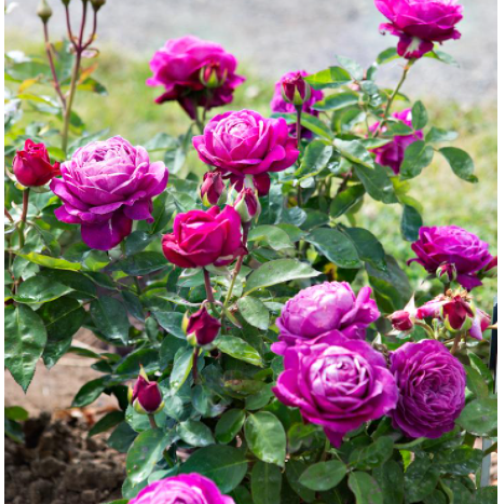 Rosier fleurs groupées Heidi Klum 