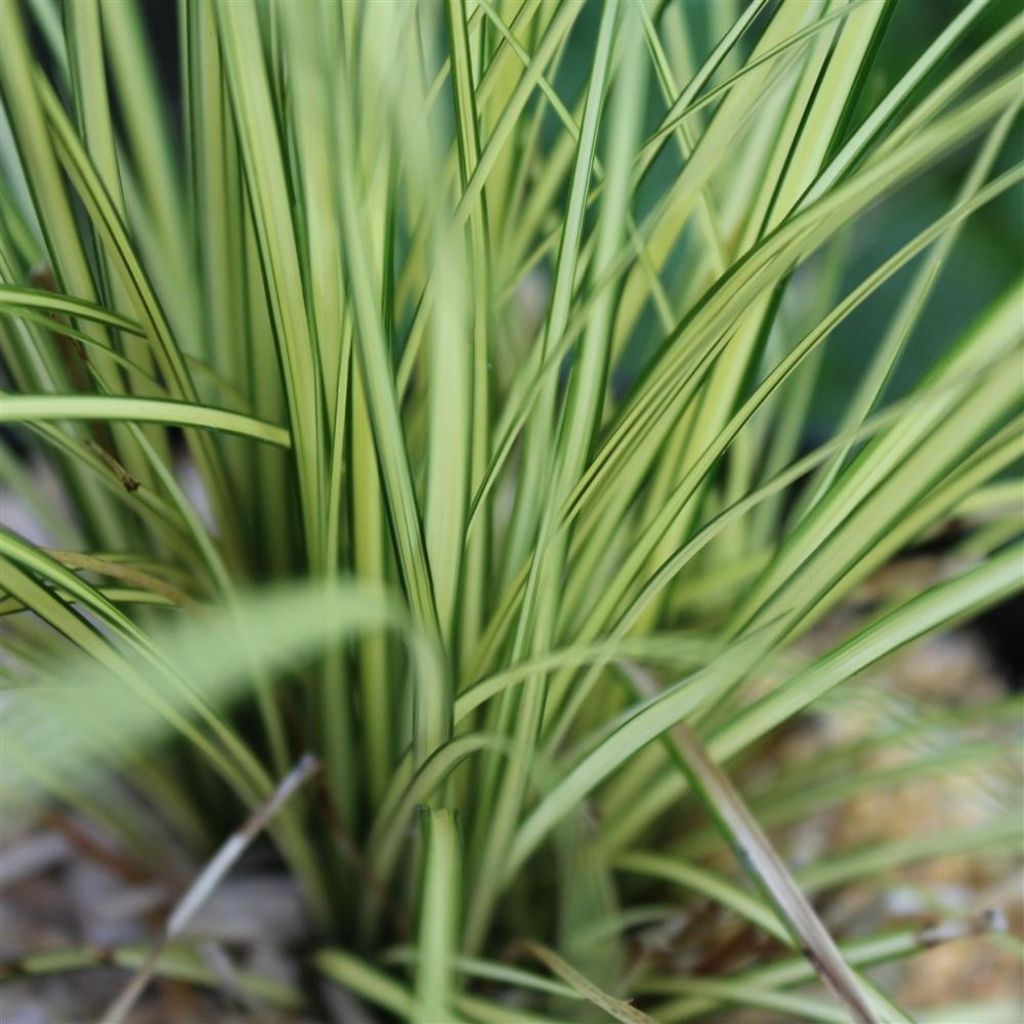 Carex brunnea Jenneke - Laîche