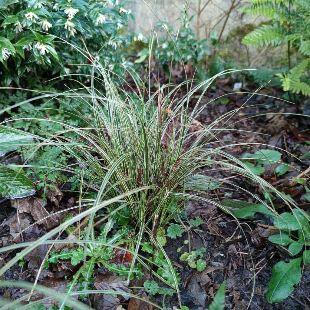 Carex brunnea Variegata - Laîche