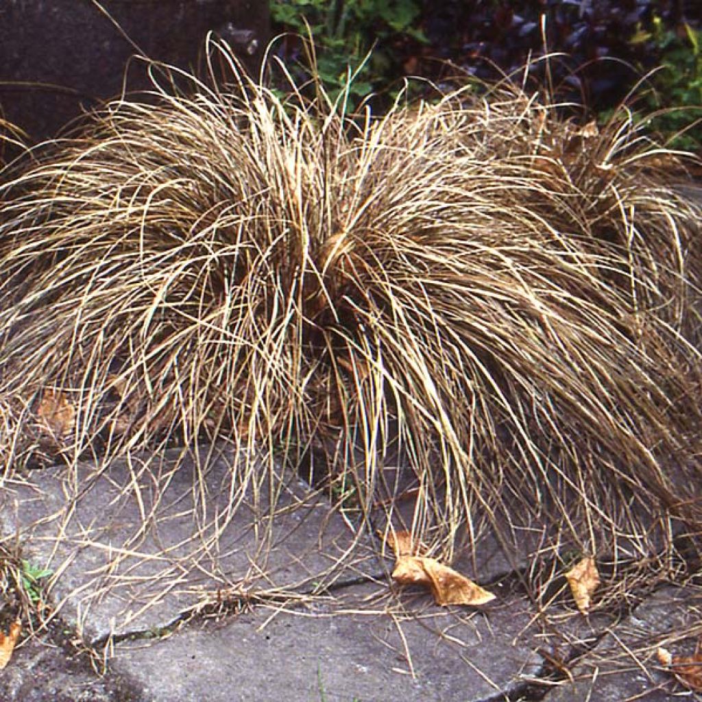 Carex buchananii - Laîche du Buchanan