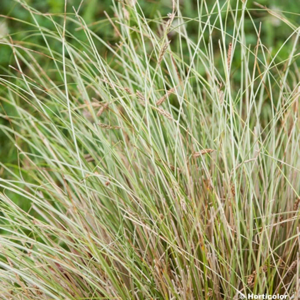 Carex buchananii Viridis - Laîche