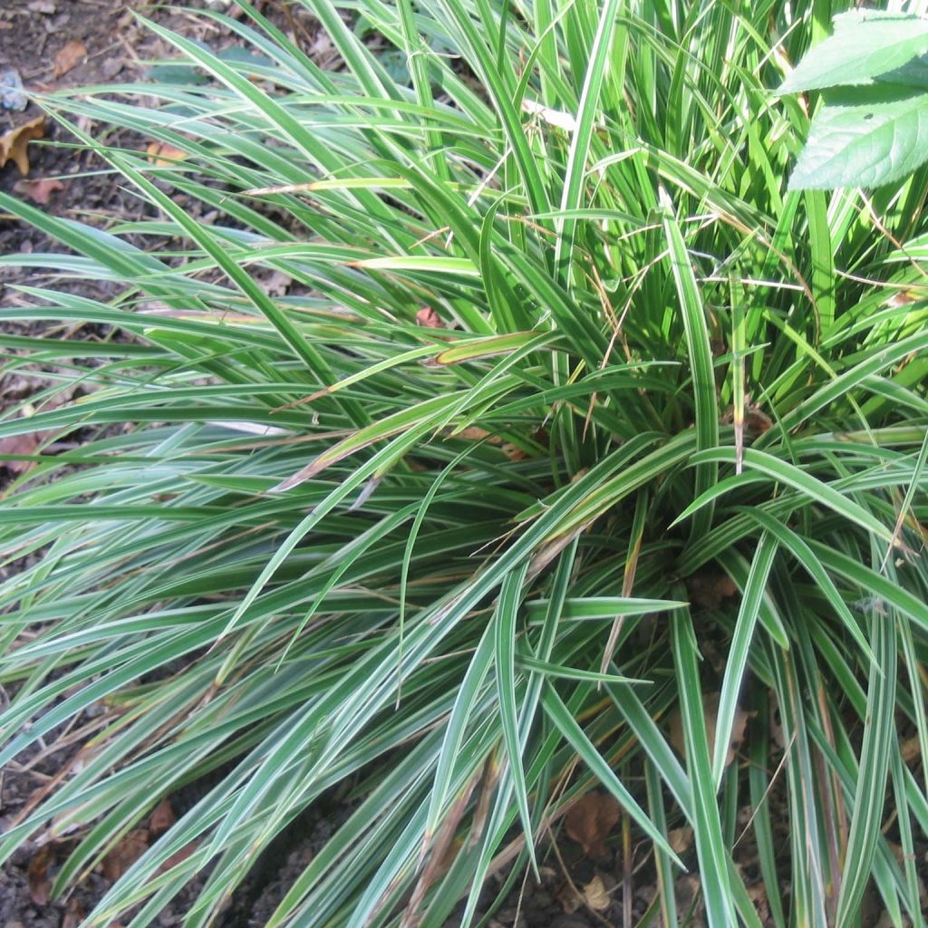 Carex morrowii Variegata - Laîche du Japon