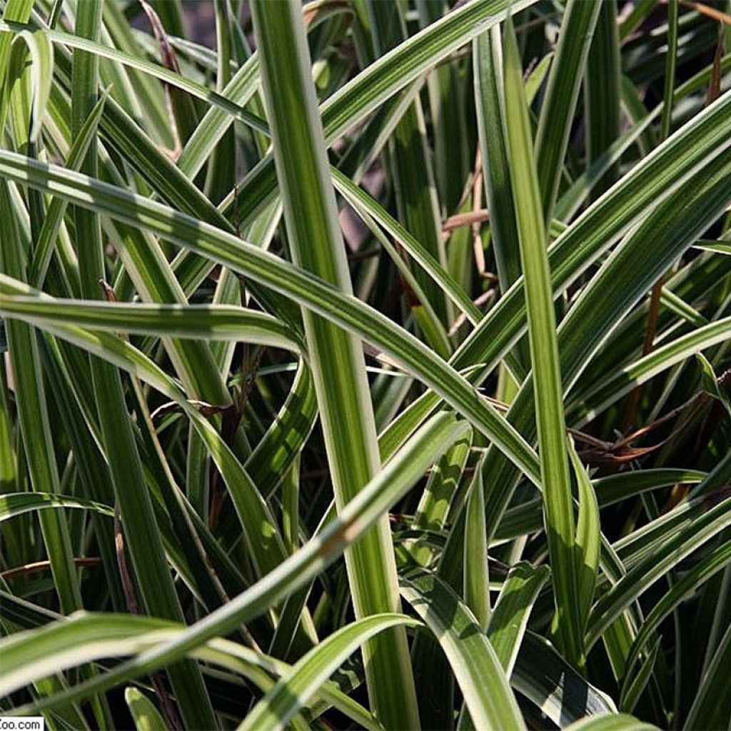 Carex morrowii Variegata - Laîche du Japon