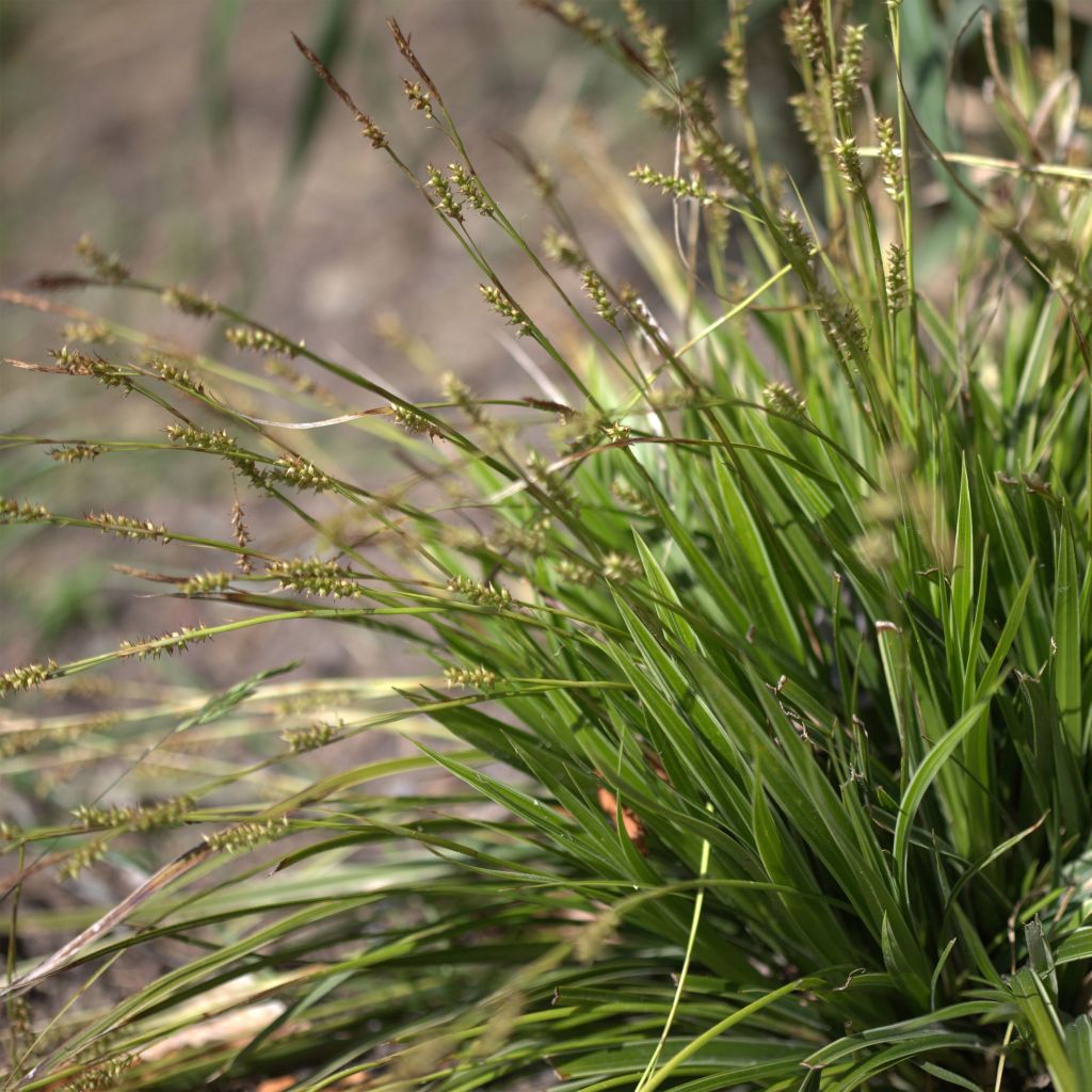 Carex morrowii Variegata - Laîche du Japon