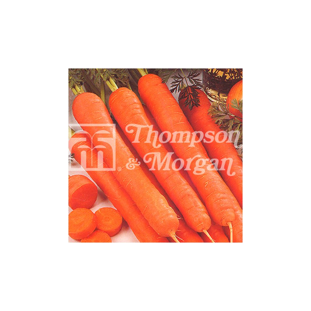 Carotte Amsterdam Forcing 3 - Daucus carota