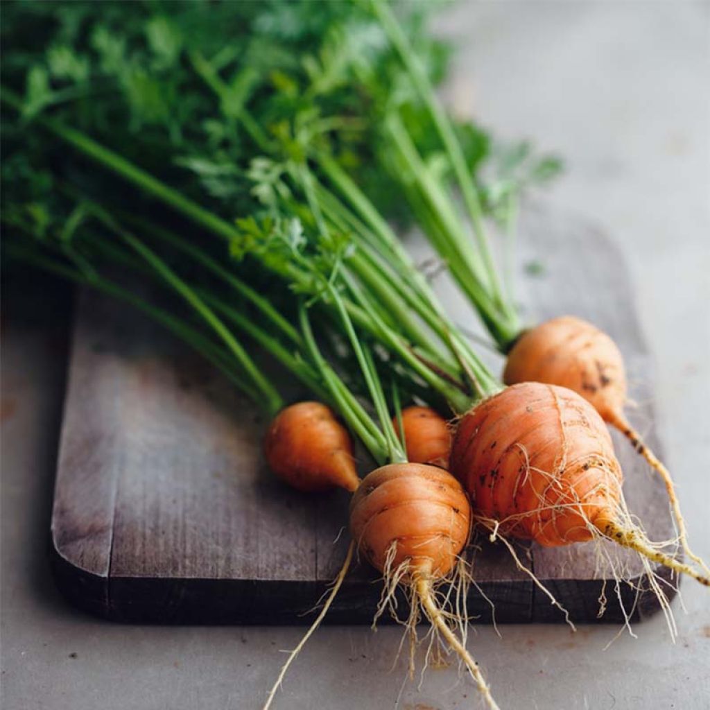 Graines Potagères de Carotte Mercado de Paris 3 - Plantes potagères