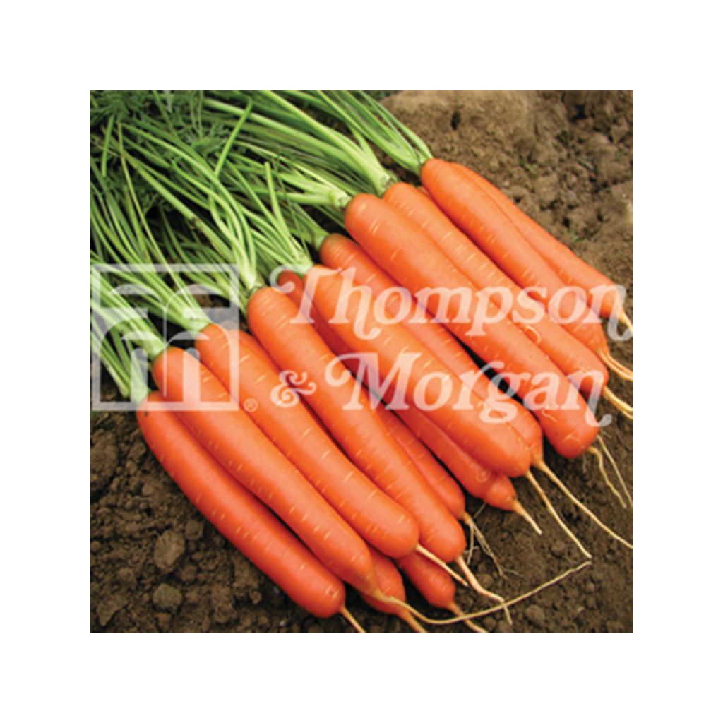 Carotte Romance - Daucus carota