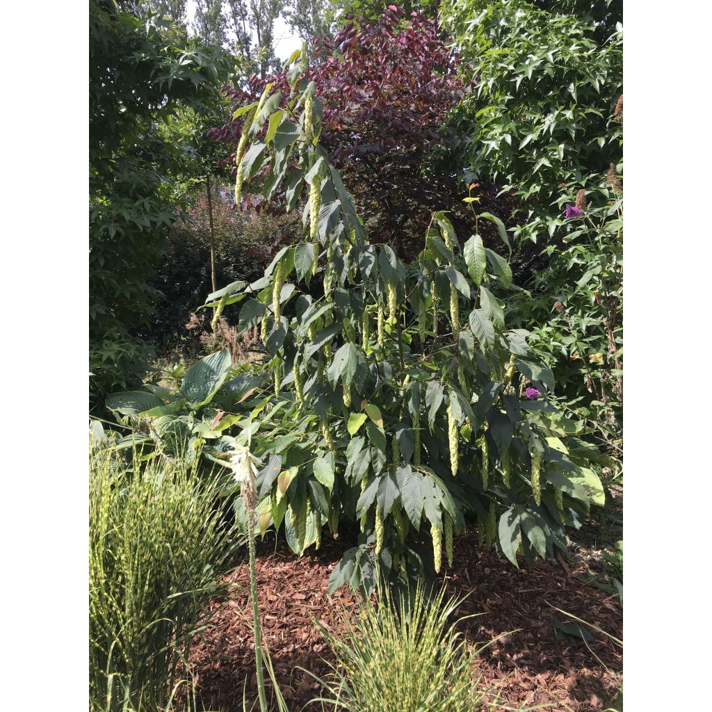 Carpinus fangiana - Charme de Fang