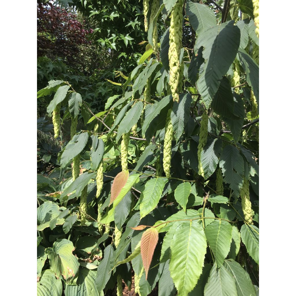 Carpinus fangiana - Charme de Fang