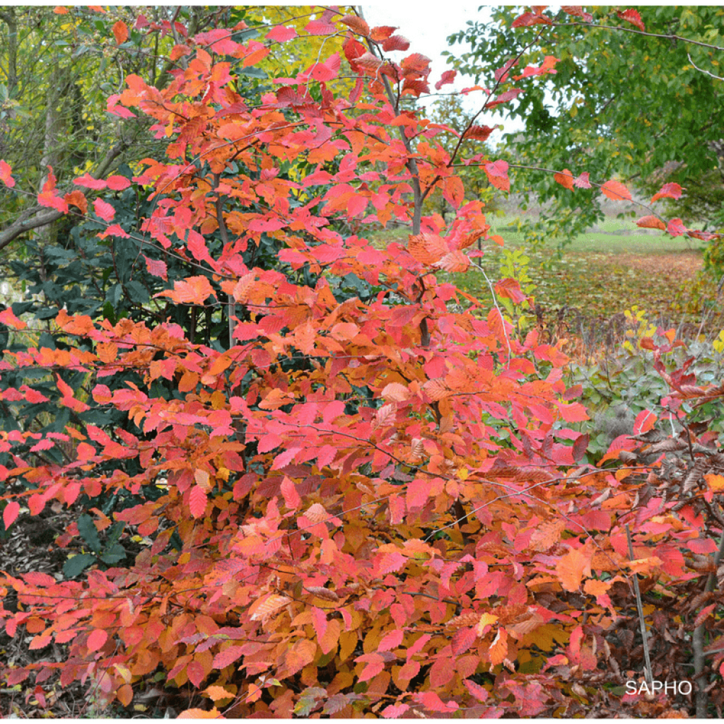 Charme commun Rockhampton Red - Carpinus betulus 