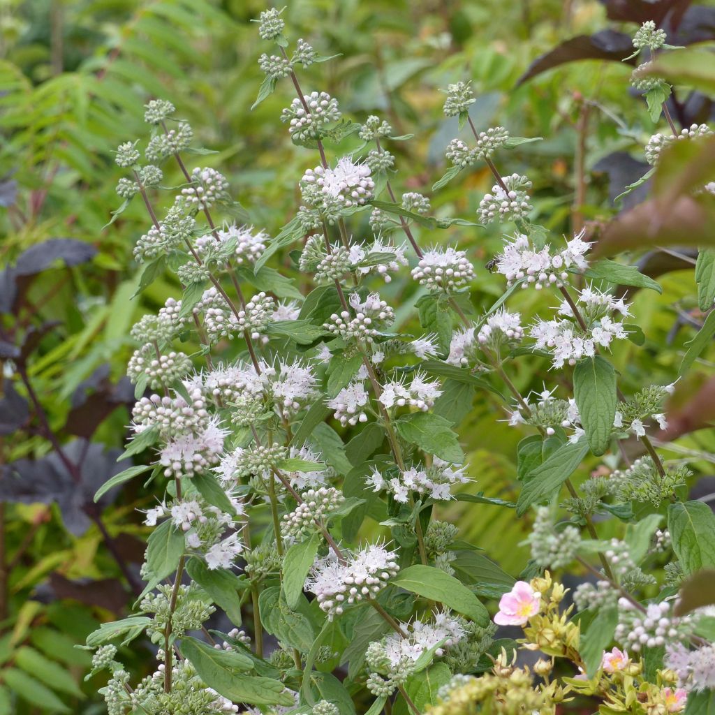 Caryopteris clandonensis Pink Perfection - Spirée bleue