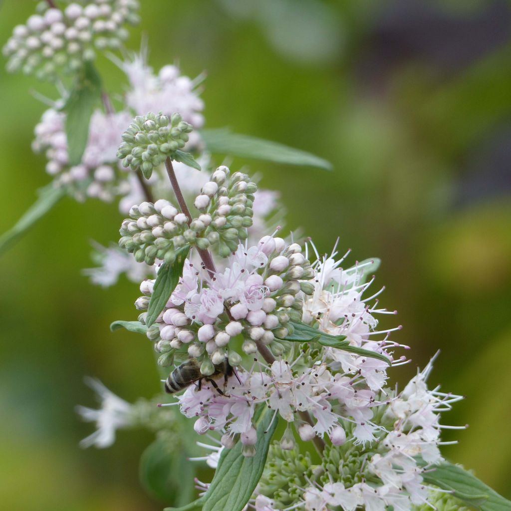 Caryopteris clandonensis Pink Perfection - Spirée bleue