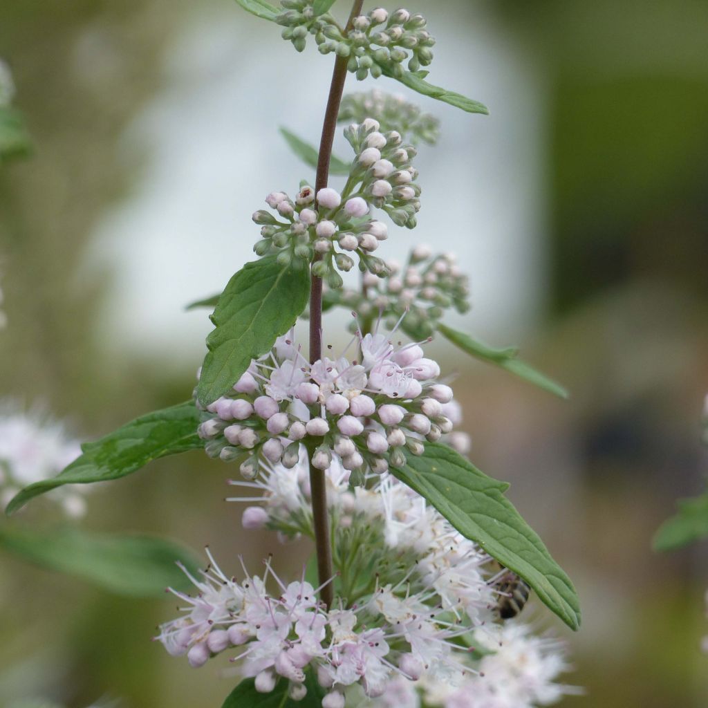 Caryopteris clandonensis Pink Perfection - Spirée bleue