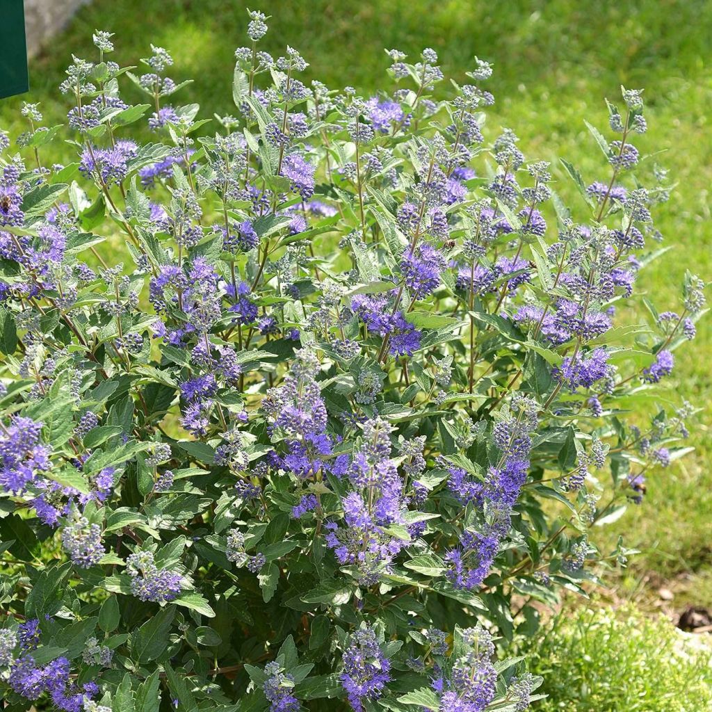 Caryopteris clandonensis Blue Balloon - Spirée bleue