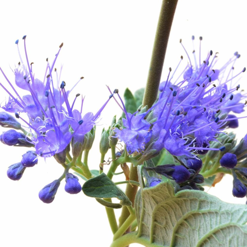 Caryopteris clandonensis Blue Balloon - Spirée bleue