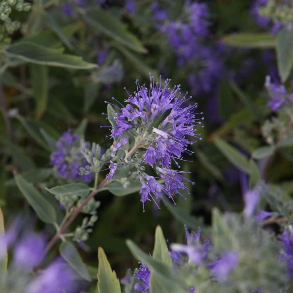 Caryopteris clandonensis Ferndown - Spirée bleue