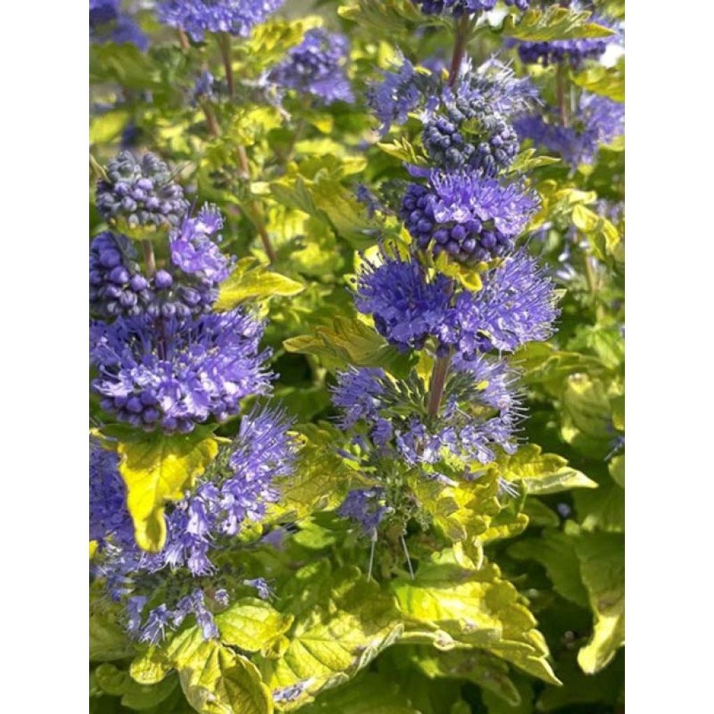 Caryopteris clandonensis Good as Gold - Spirée bleue