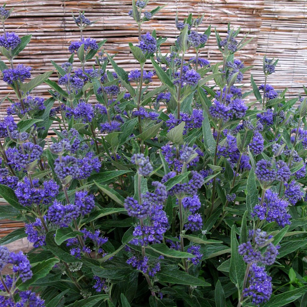 Caryopteris clandonensis Thetis - Spirée bleue