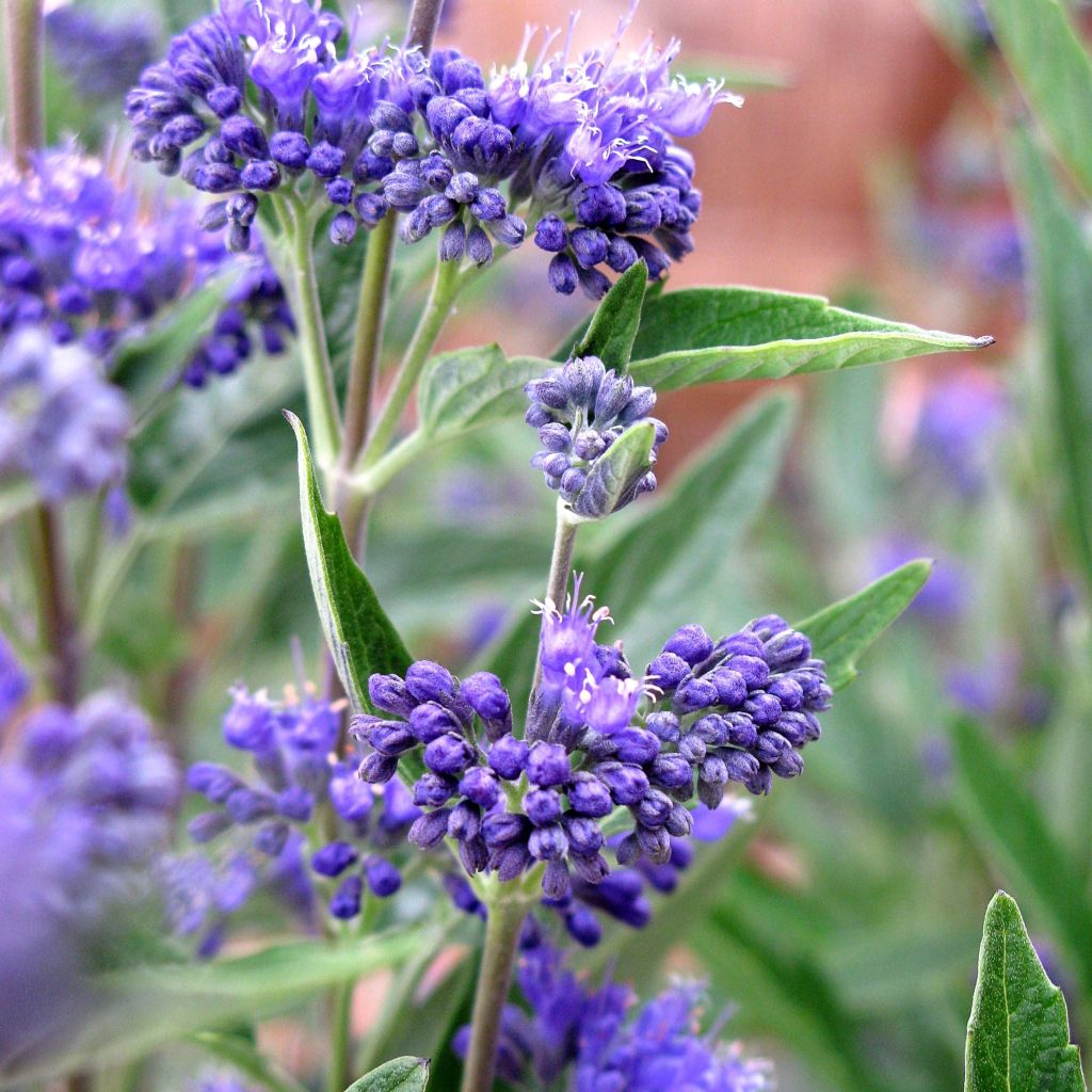 Caryopteris clandonensis Thetis - Spirée bleue