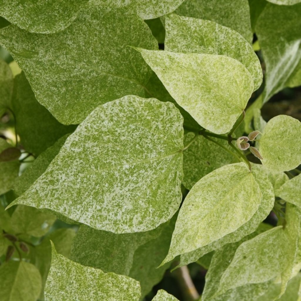 Catalpa speciosa Pulverulenta - Catalpa élégant