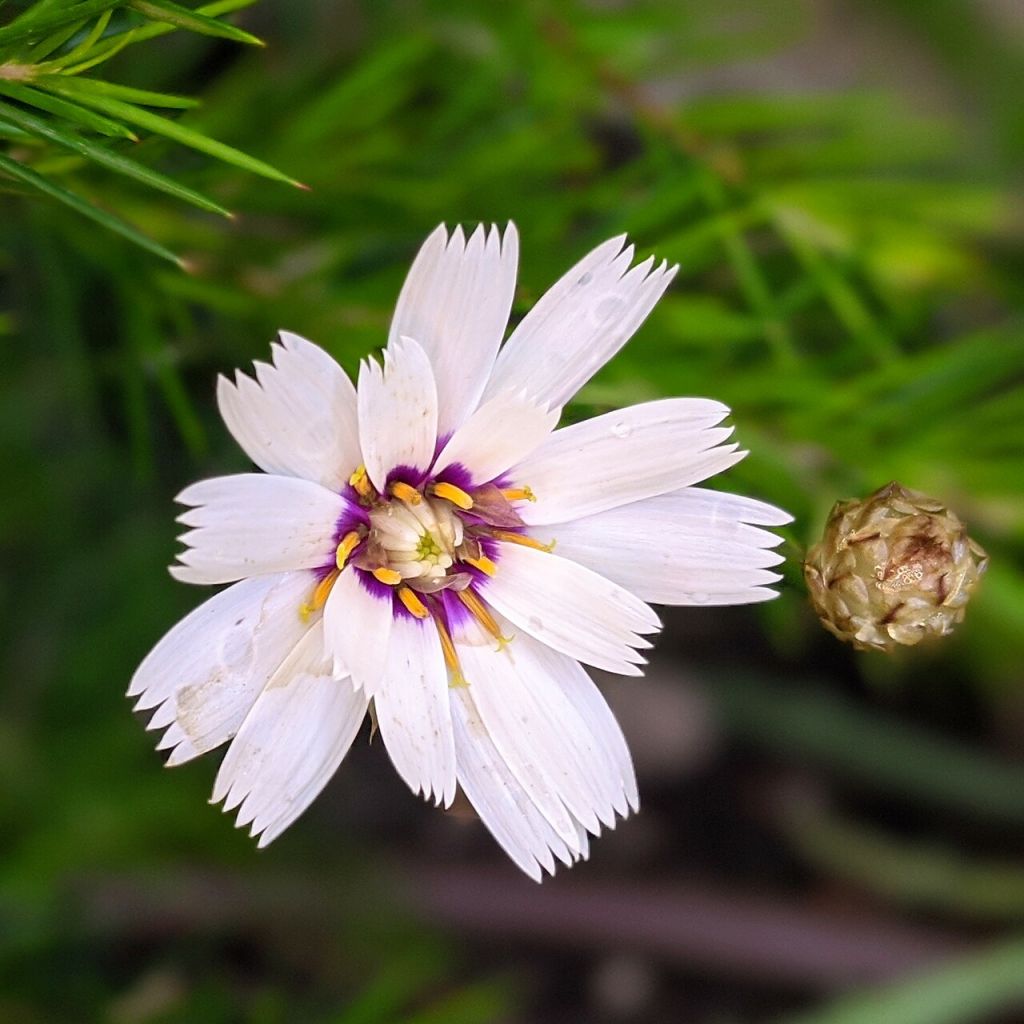 Catananche caerulea Alba - Cupidone blanche