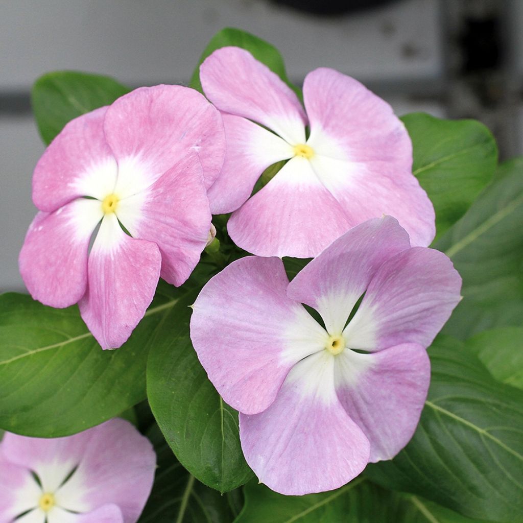 Pervenche de Madagascar Titan F1 Lavender Blue Halo - Catharanthus roseus