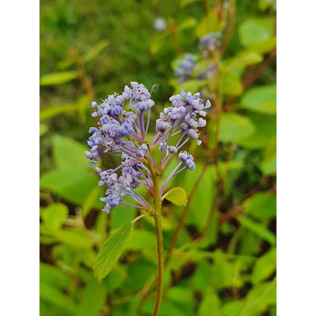 Céanothe pallidus Marie Blue (Marie Bleue) - Céanothe caduc