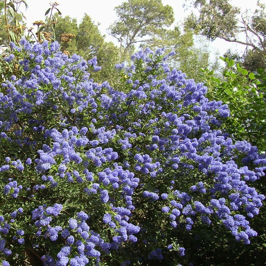 Ceanothus thyrsiflorus repens - Lilas de Californie