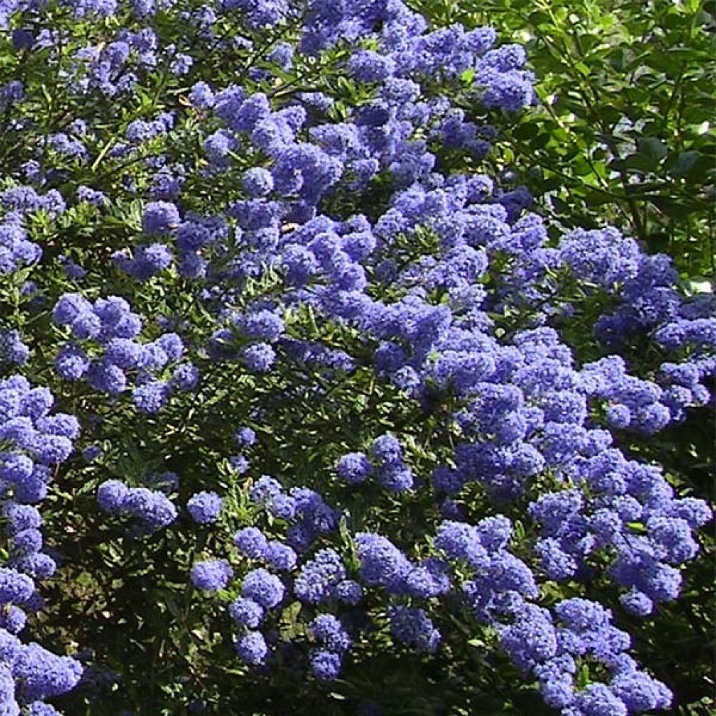 Ceanothus thyrsiflorus repens - Lilas de Californie