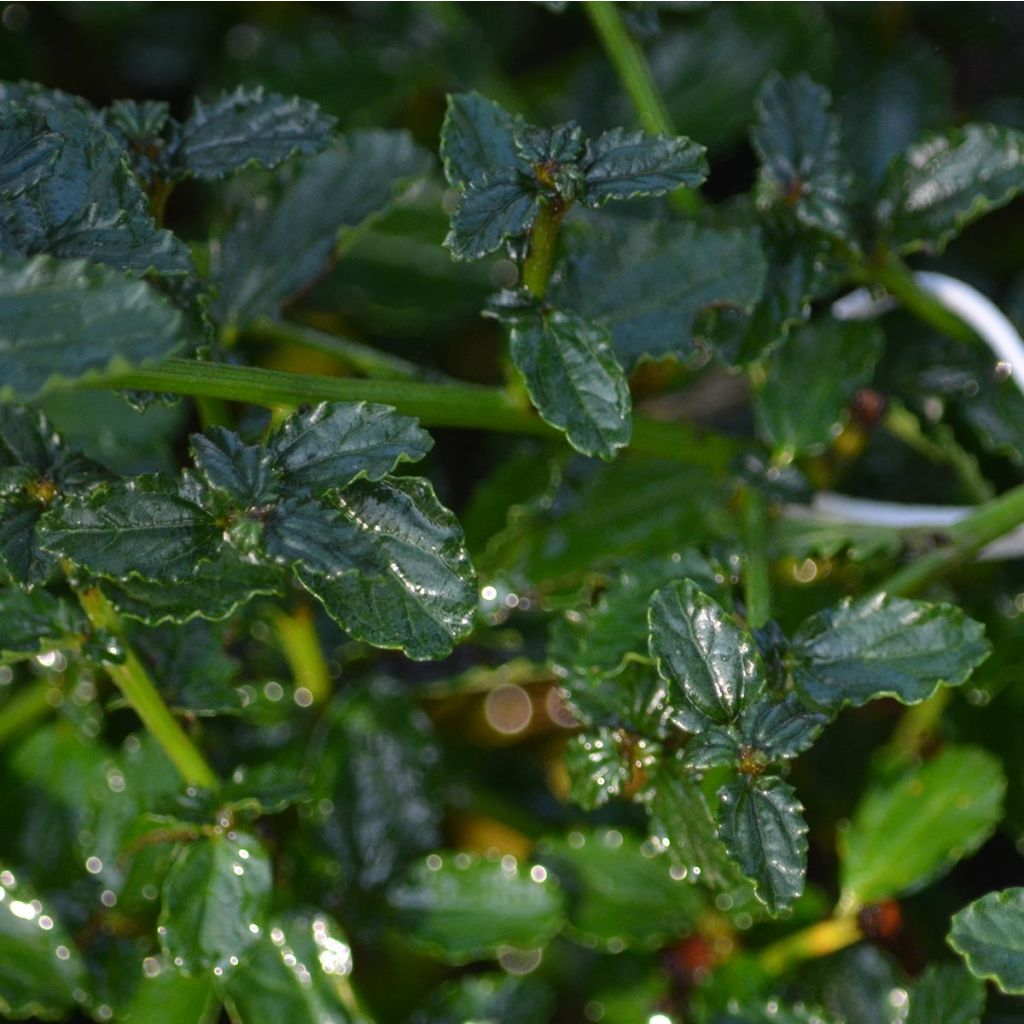 Ceanothus thyrsiflorus repens - Lilas de Californie