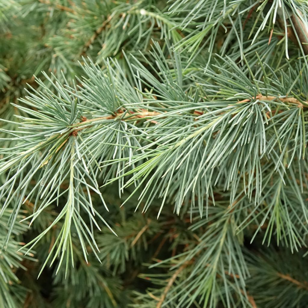 Cèdre de l'Himalaya Pendula - Cedrus deodara