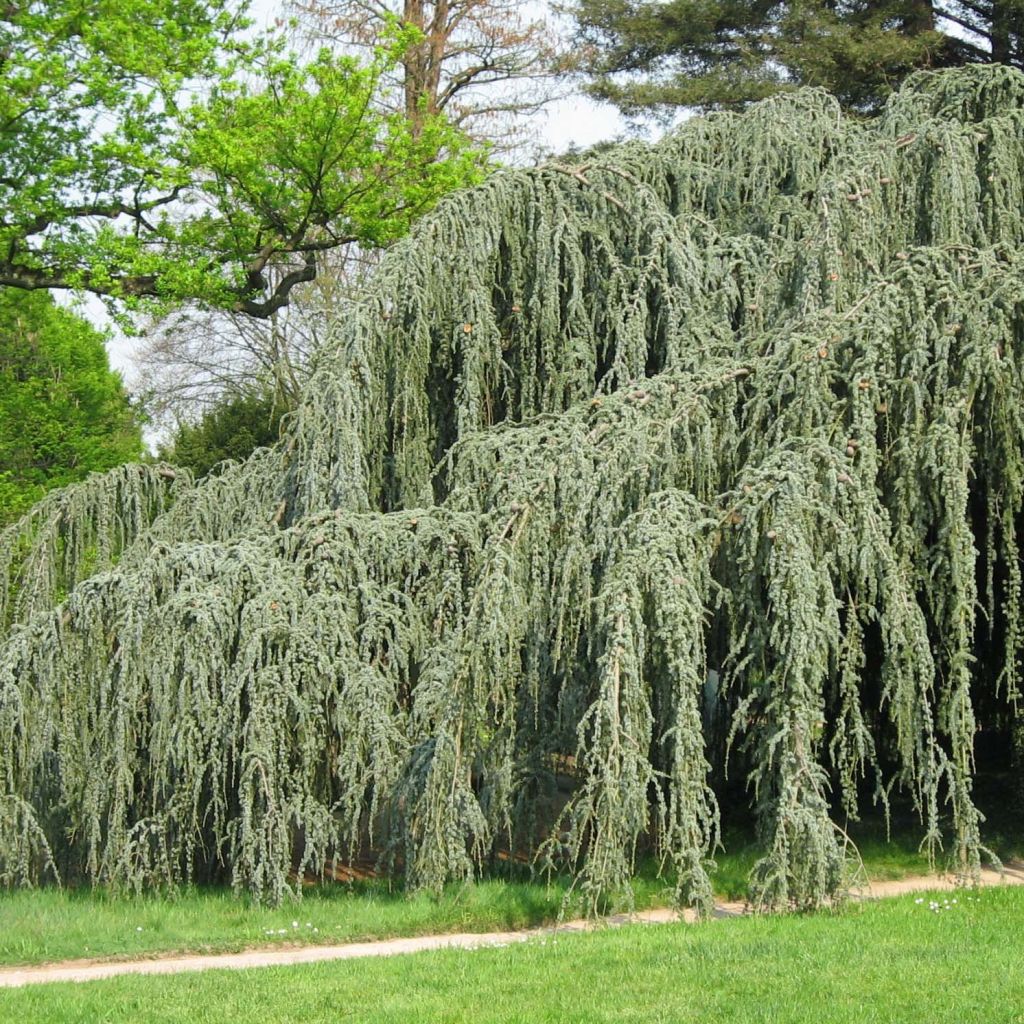 Cèdre bleu de l'Atlas - Cedrus libani atlantica Glauca Pendula