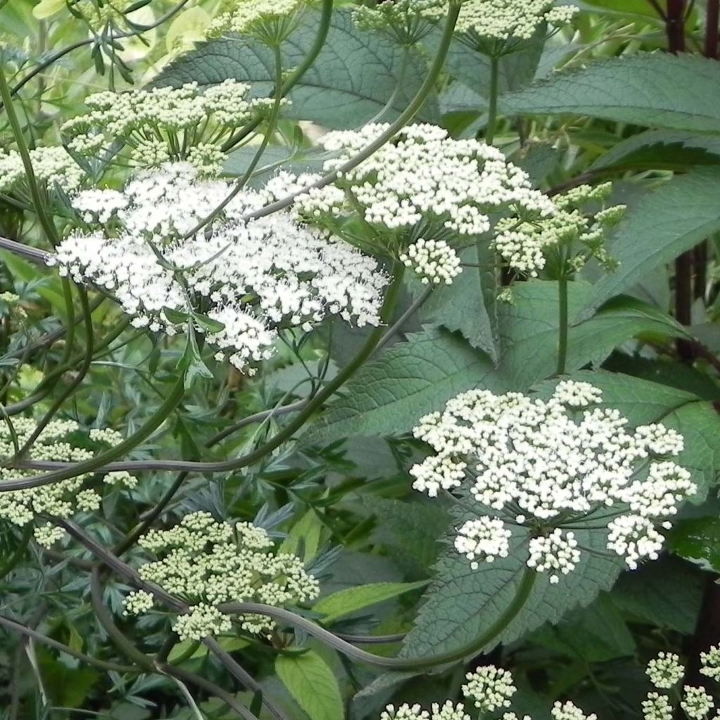 Cenolophium denudatum - Persil de la Baltique