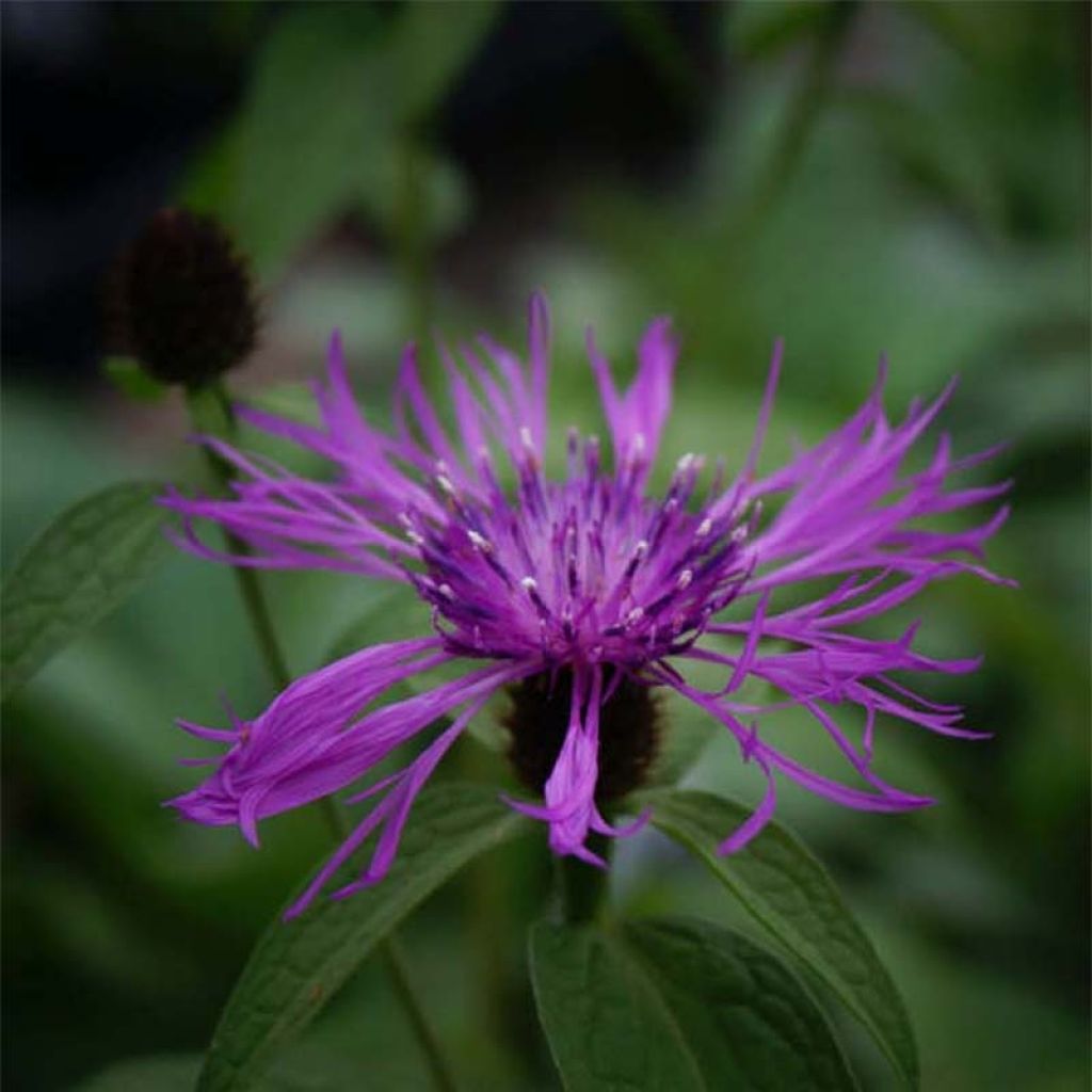 Centaurée Caramia - Centaurea (x) montana