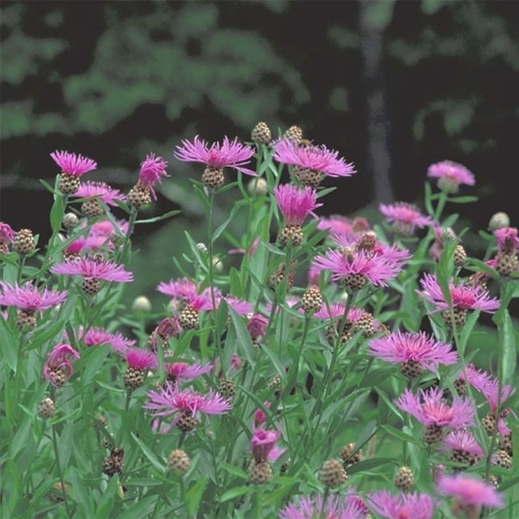 Centaurea jacea - Centaurée jacée