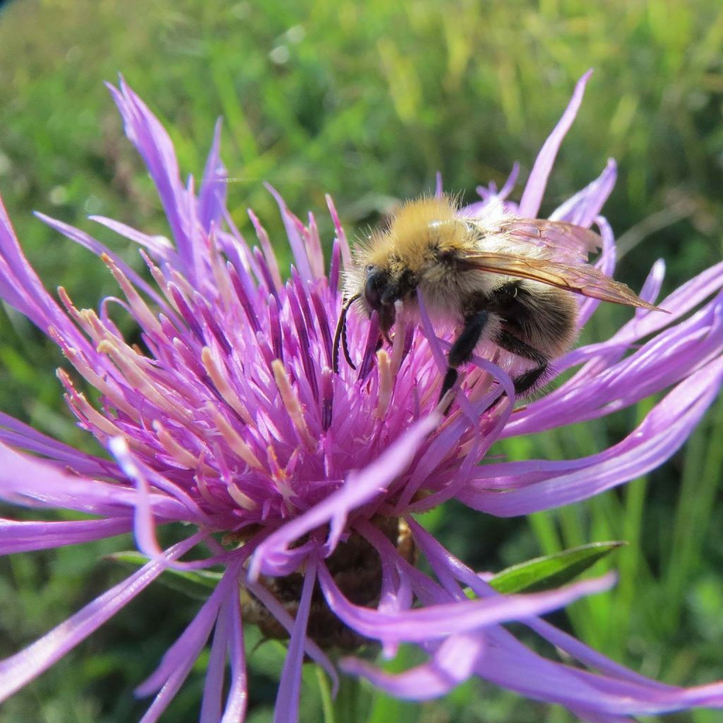 Centaurea jacea - Centaurée jacée