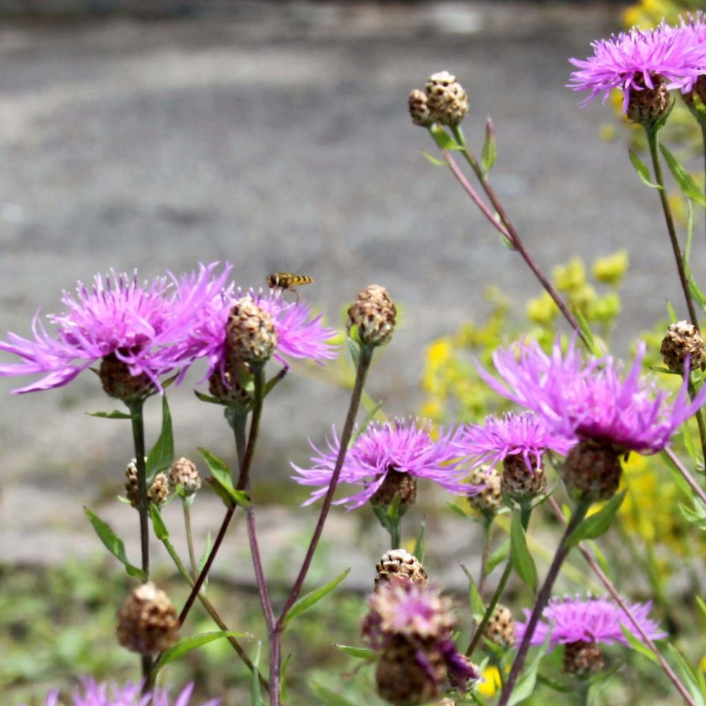 Centaurea jacea - Centaurée jacée