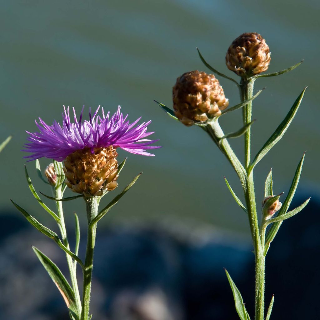 Centaurea jacea - Centaurée jacée