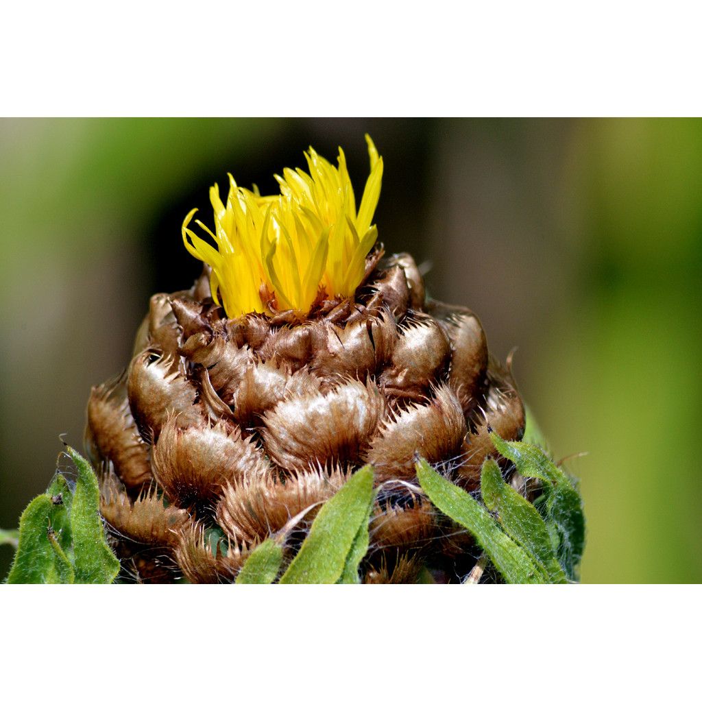 Centaurea macrocephala - Centaurée jaune