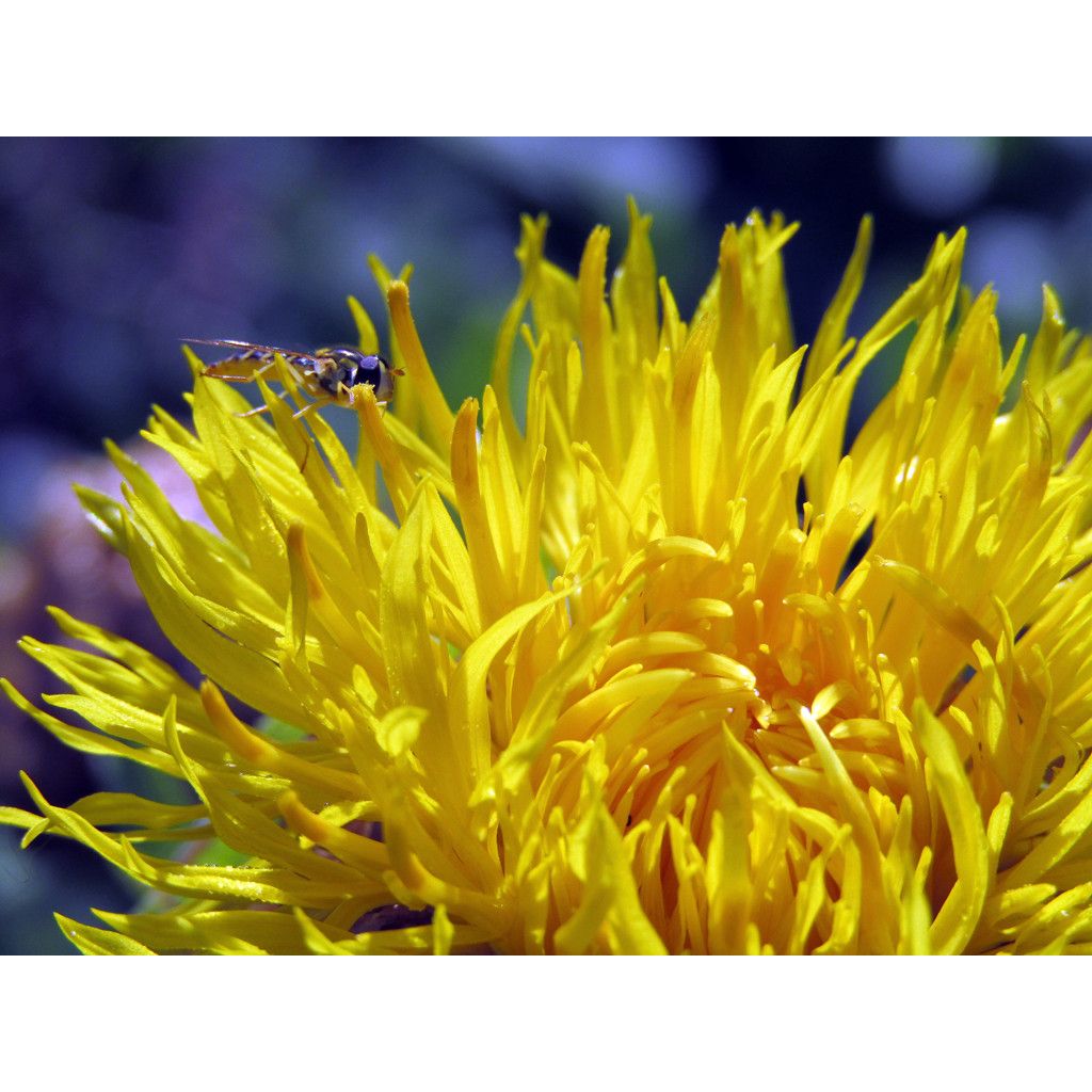 Centaurea macrocephala - Centaurée jaune