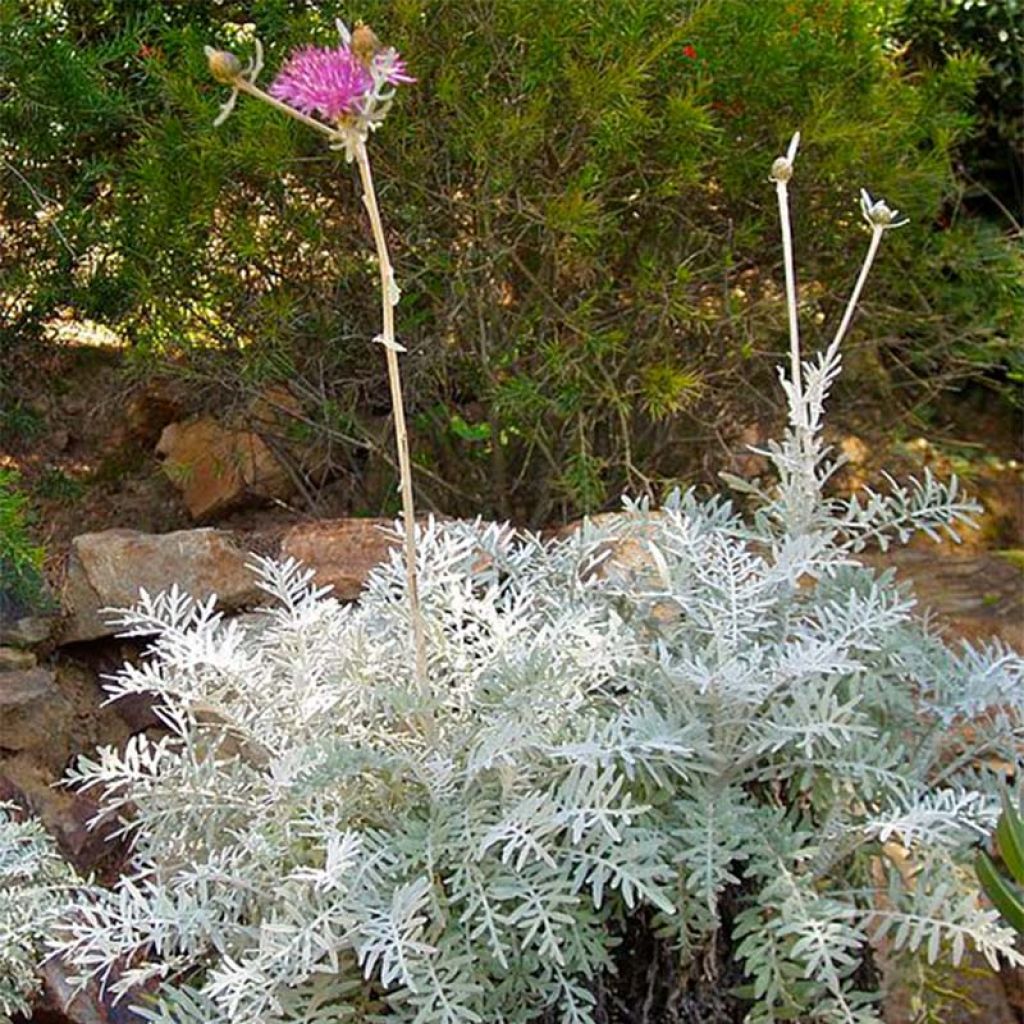 Centaurée, Centaurea pulcherrima