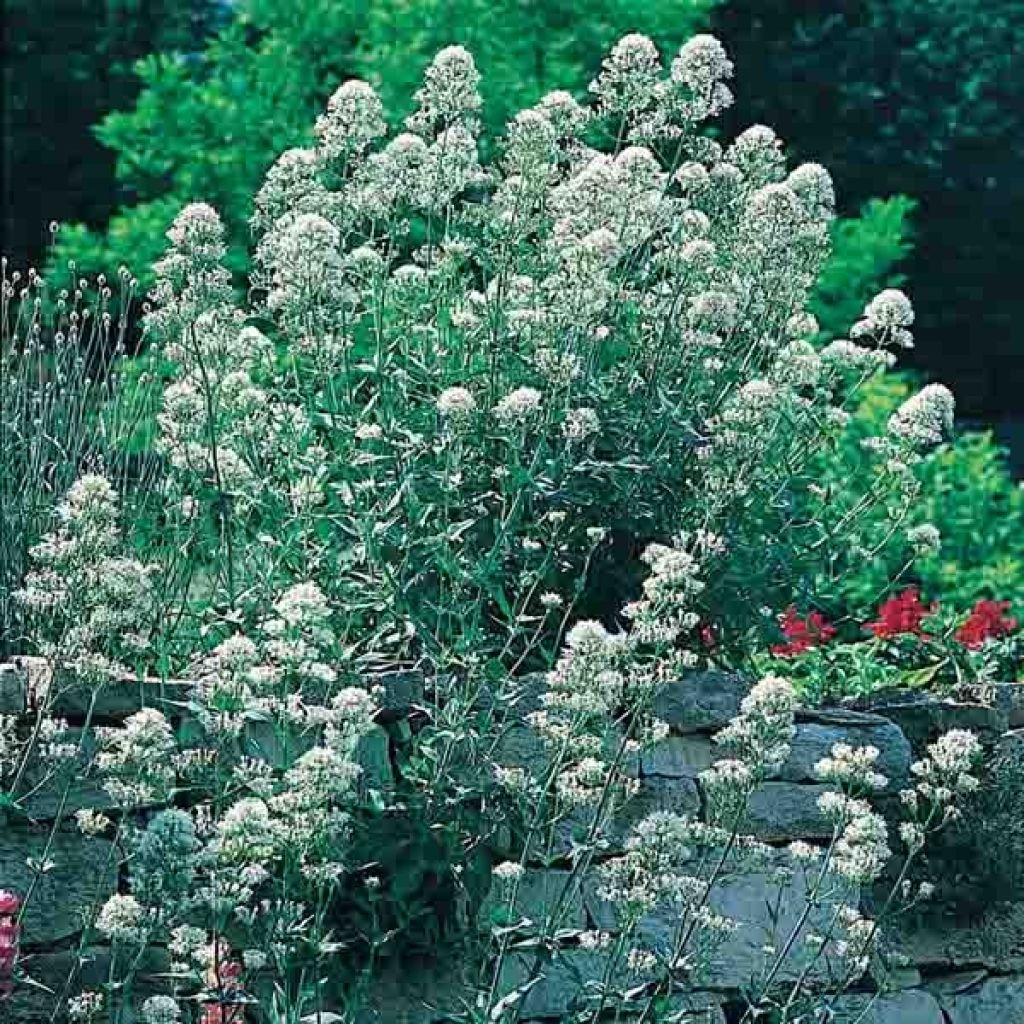 Valériane blanche, Centranthus ruber albus