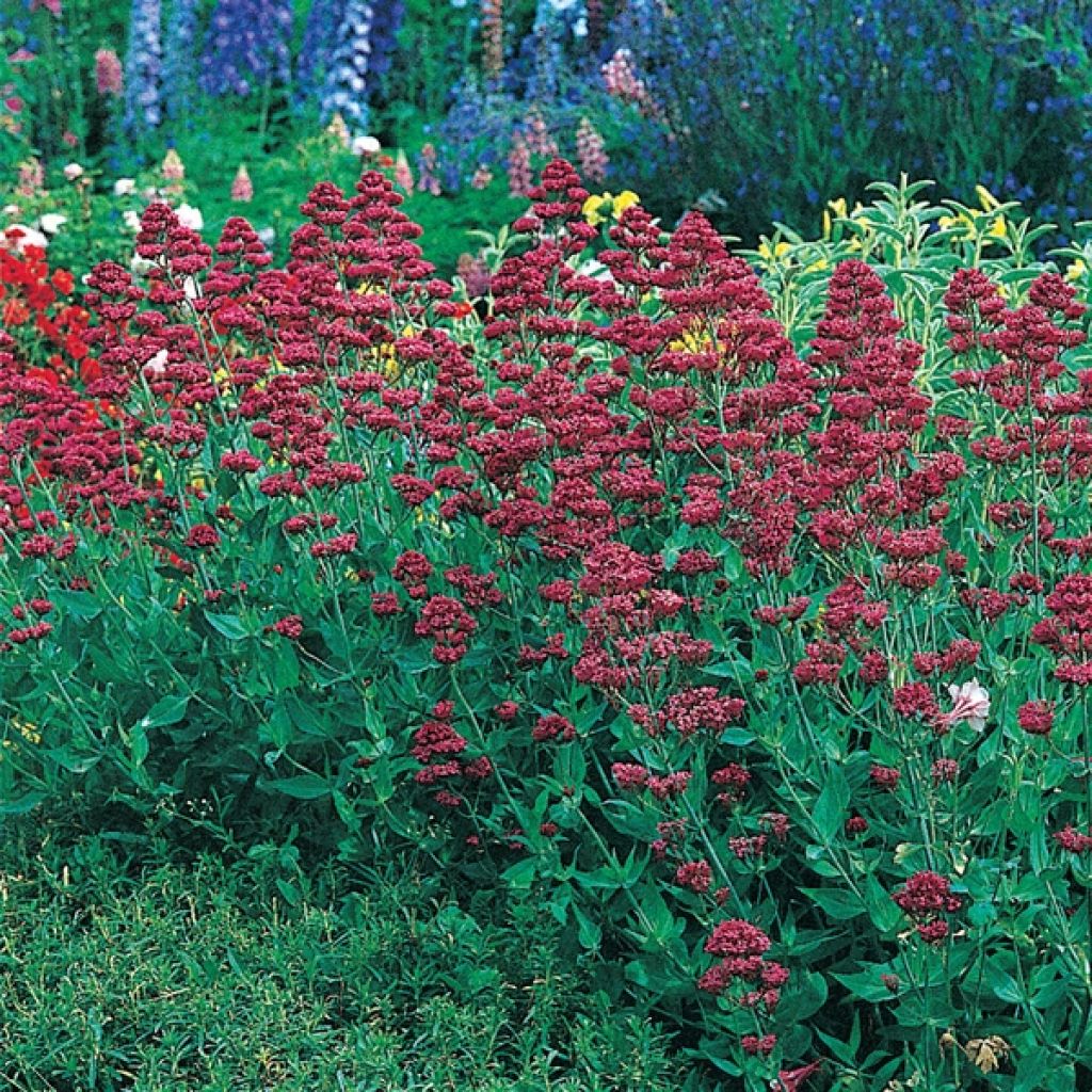 Valériane rouge, Centranthus ruber coccineus